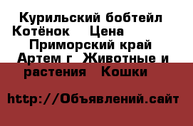 Курильский бобтейл. Котёнок. › Цена ­ 8 000 - Приморский край, Артем г. Животные и растения » Кошки   